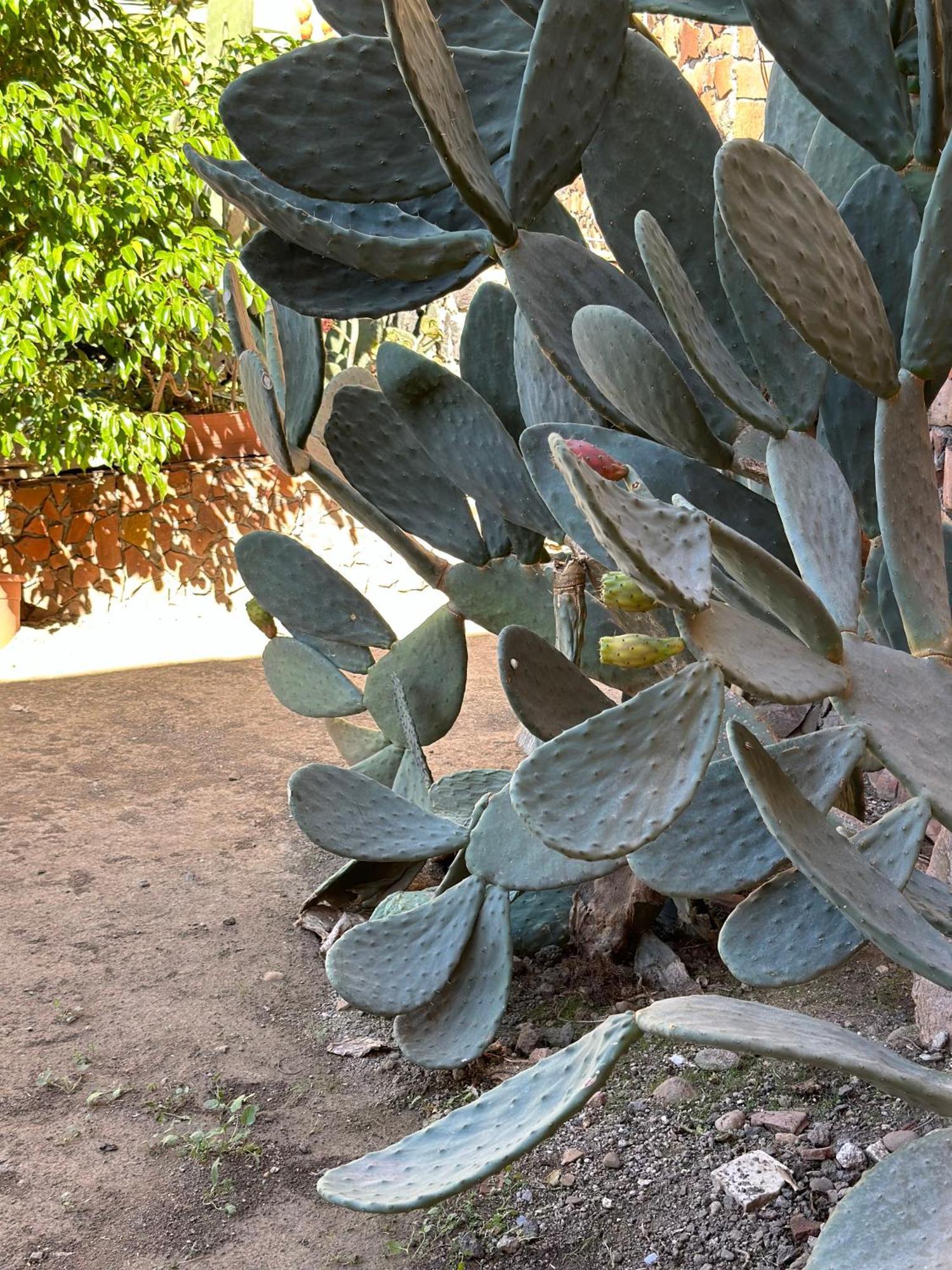 Garden Of Bitter Villa CTA Exterior foto